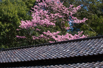 近江神宮の陽光桜