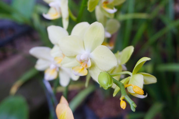 white orchid isolated on blur background. Closeup of white phalaenopsis orchid