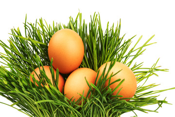 Brown eggs on green grass, isolated on white background.