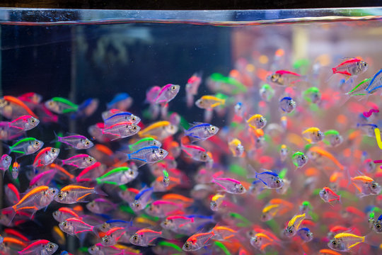 Multicolored fishes in fish tank