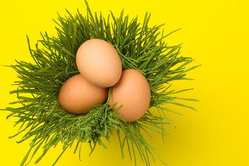 Brown eggs on green grass, isolated on yellow background