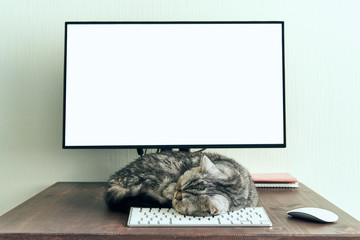 Keep calm and stay home concept. Fluffy cat sleeps on desktop next to computer.