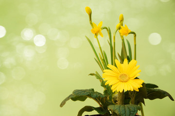 Fresh yellow flowers. Spring concept