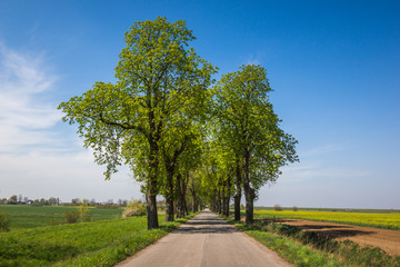 Road in spring on a sunny day somewhere in Kociewie near Gniew, Poland