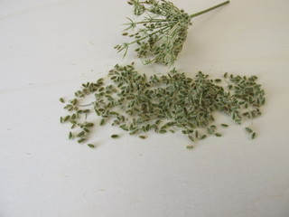 Edible seeds from the wild carrot