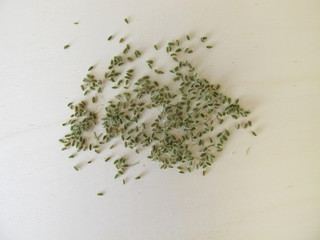 Edible seeds from the wild carrot