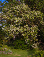 Fototapeta na wymiar large flowering hawthorn full of white flowers, green garden landscape in spring