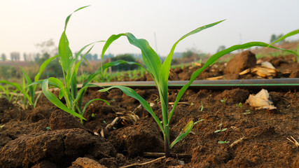 4 weeks corn seedlings