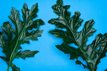 Grean leaves on blue background. Flat lay, top view, space.
