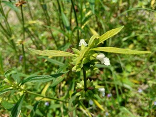 Borreria sp. This plant includes weeds and is easily found in fields, such as fields in Indonesia. This plant has white flowers. Beetles love this plant.