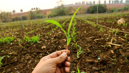 Corn seedlings in the hand