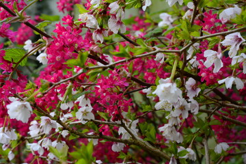 Fototapeta na wymiar Blooming Spring Garden