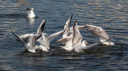 rybitwa © Henryk Olszewski