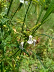 Borreria sp. This plant includes weeds and is easily found in fields, such as fields in Indonesia. This plant has white flowers. Beetles love this plant.