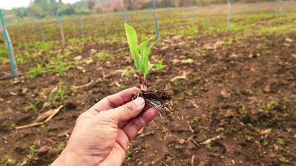 Corn seedlings with sunlight Thailand	