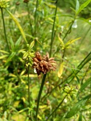 Borreria sp. This plant includes weeds and is easily found in fields, such as fields in Indonesia. This plant has white flowers. Beetles love this plant.