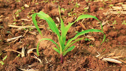 Corn seedlings with sunlight Thailand	