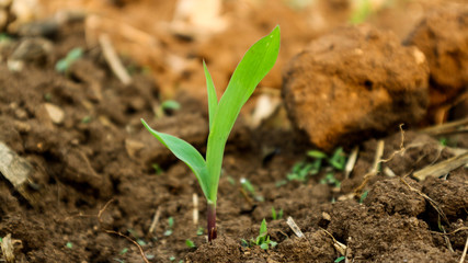 Corn seedlings with sunlight Thailand	