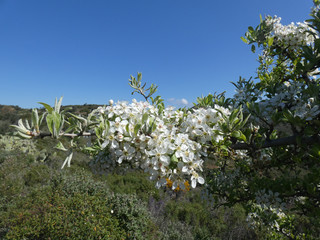 Fototapeta premium Fiori del pero selvatico