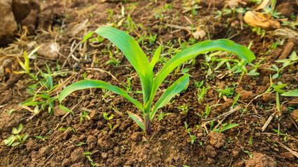 4 weeks corn seedlings