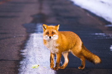 北海道　キツネ