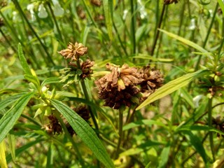 Borreria sp. This plant includes weeds and is easily found in fields, such as fields in Indonesia. This plant has white flowers. Beetles love this plant.