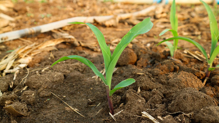 4 weeks corn seedlings