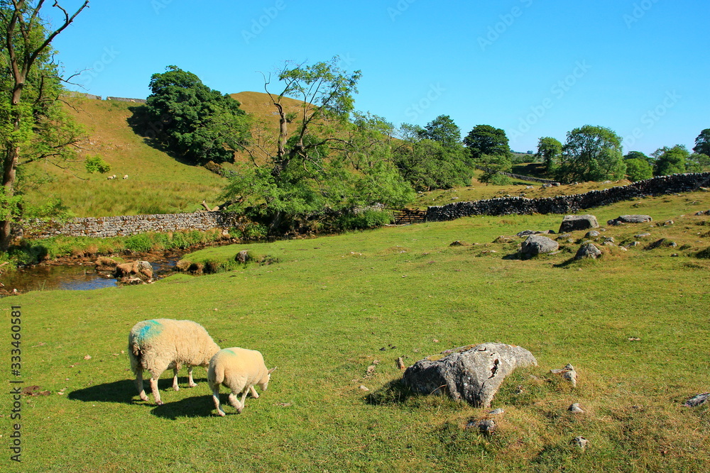 Poster Sheep in idyllic English countryside