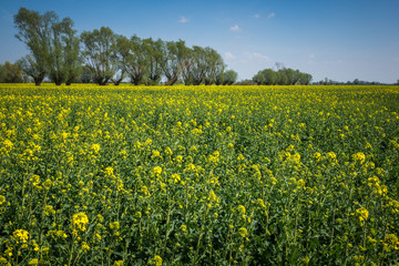 Fototapeta premium Landscape with blooming willow and rape on a sunny day somewhere n Kociewie, Poland
