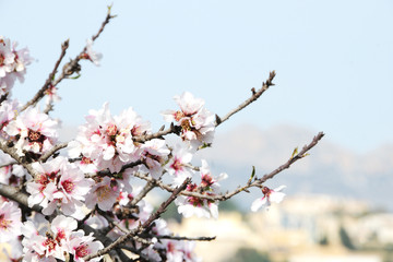 Obraz premium Spring concept. Almond flowers. Spain.