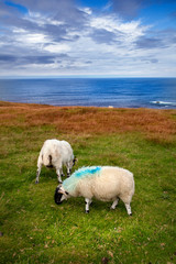 Obraz premium Ovejas en la costa oeste de Irlanda