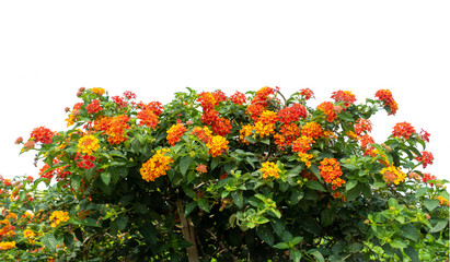 Red and yellow Lantana camara flowers isolate on white background.