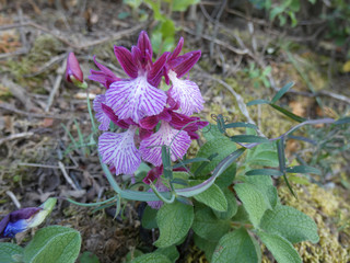 Orchidea selvatica
