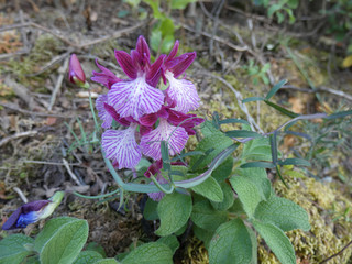 Orchidea selvatica