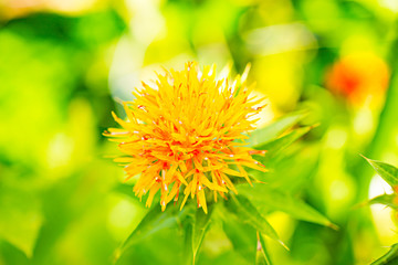 紅花