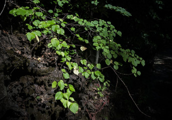 moss on tree