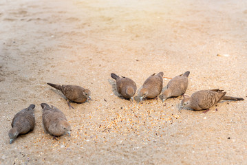 Zebra Dove ,Peaceful Dove eating on beach