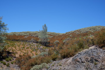 Fototapeta na wymiar Some colourful vegetation near Yosemite