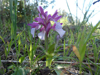 Orchidea selvatica