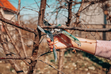 Pruning fruit tree - Cutting Branches at spring