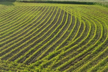 Corn  field in  Spring in Brittany