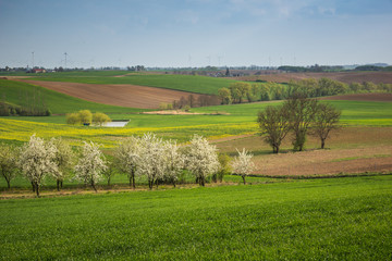 Landscape with meadows and blooming trees somewhere in Kociewie near Gniew, Poland