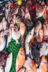 Colorful fresh sea fish from the Atlantic Ocean on the counter of the Moroccan market.