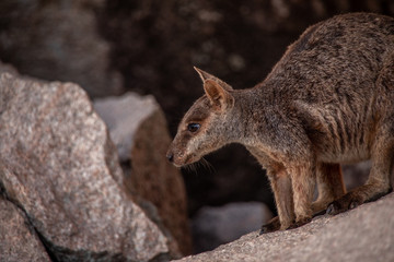 süßes kleines Felskänguru
