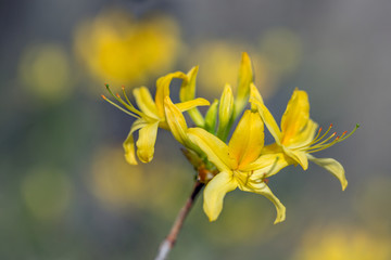 Spring flowering of yellow rhododendrons in the forest