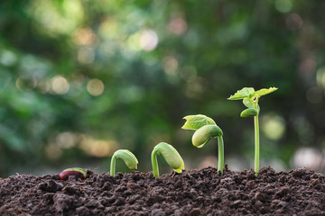 Young plants growing  from seed step up  in nature background with The fertile soil.