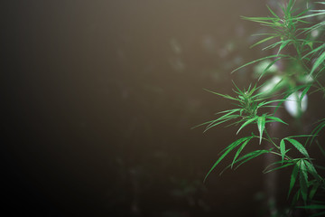 Beautiful twigs of marijuana on a solid background.