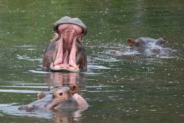 Fototapeta premium Hippo opening his mouth