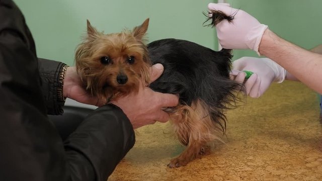 Veterinary doctor is taking the temperature of a dog in a veterinary clinic. Measurement of temperature in the Dog by rectal thermometer. Vet clinic.