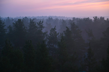 Forest on sunrise 